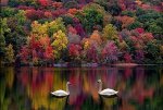 Windows Photo Gallery Wallpaper.jpg