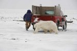 bear1.jpg