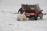 bear2.jpg