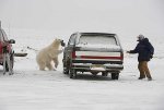 bear3.jpg