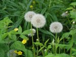 Dandelions in the Sacred Grove (Small).JPG