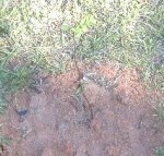 asianchestnut.JPG