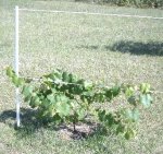 grape.JPG