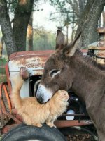 donkey & kitty are buddies.jpeg