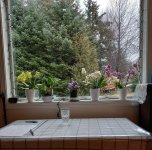 2023 Orchid windowsill 3.jpg