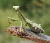 praying-mantis.jpg