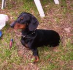 bullet_dachshund_0029.jpg