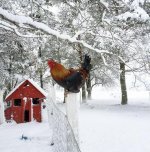 rooster in the snow.jpeg