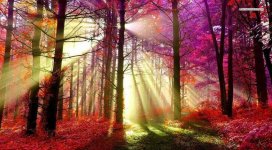 light shining through red-violet trees.jpeg