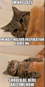 inspiration cat.jpg