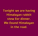 Himalayan rabbit.jpg