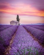 lavender fields.jpg