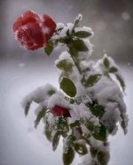 snow covered rose.jpeg