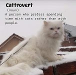 cattrovert.jpg