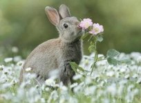 bunny.jpeg
