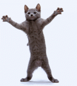 Cat Happy.gif