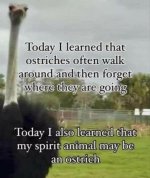 ostrich.jpg