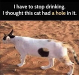 Meme - hole in cat.png