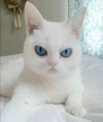 1730655609478.png