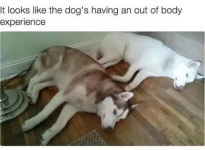 dog_out_of_body_experience.png
