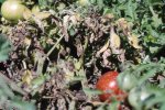 Late blight tomatoes pic.jpg