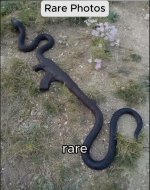 IMG_4533.jpeg