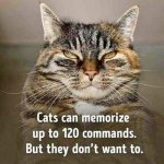 IMG_7139.jpeg