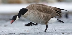 Security goose.jpg