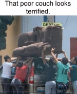 Poor couch looks terrified.png