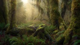 Olympic Rainforest - Garnaev.jpg