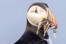 Puffin - Morris.jpg