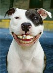 New 1st Dog.JPG