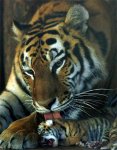 1110081231_M_siberiantiger350.jpg