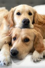 Buddies.jpg