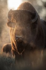 IMG_3784.jpeg
