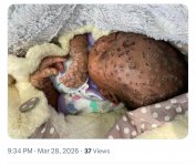 Screenshot_20260330_045926_Samsung Internet.jpg