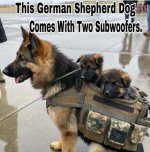 germanshepard.jpg