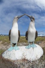 2-blue-footed-booby-pair-courting-tui-de-roy.jpg