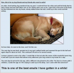dog.png