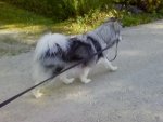 Ashly_taking_mom_for_a_walk.jpg.jpg