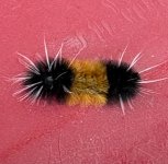 IMG_9549.jpeg