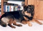 s-VERMONT-COURT-DOGS-LOVE-large.jpg