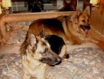DSC00678a.jpg