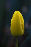 Yellow Tulip in the Rain.jpg
