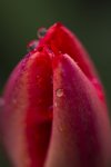 Red Tulip in the Rain.jpg