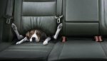 dog in back seat.jpg