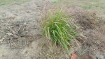 lemongrass.jpg