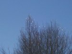 2-7-09 ice on trees.jpg