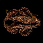 Bhut Jolokia Peppers.jpg