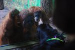 OregonZoo2012 (41).jpg